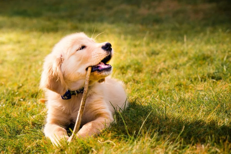 How to Choose the Right Miniature Golden Retriever Breeder: A Complete Overview