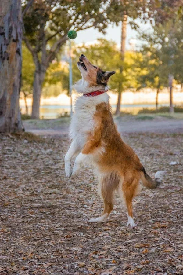 How do I properly train my puppy?
