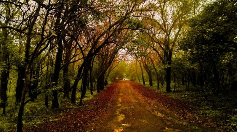 Pachmarhi: Beyond the Caves and Waterfalls