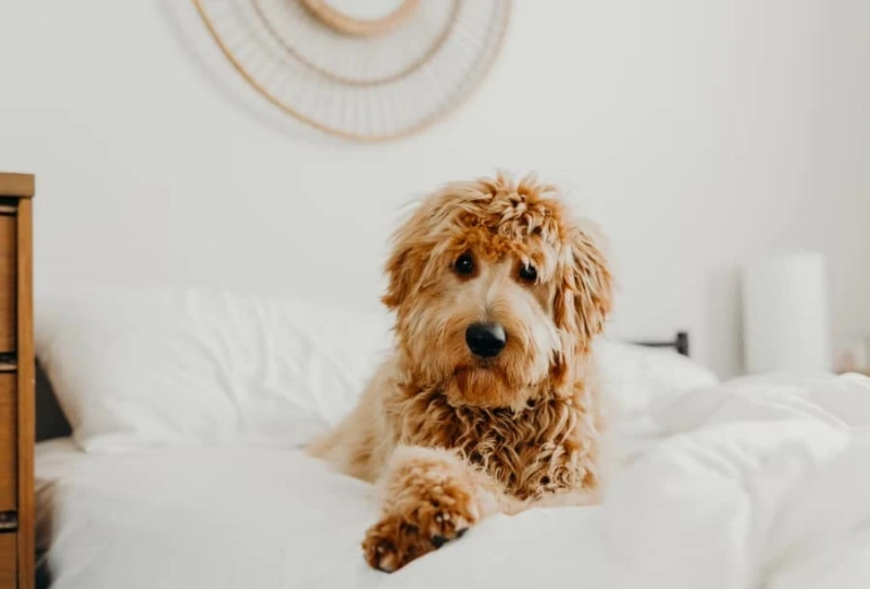 Goldendoodle Grooming Guide