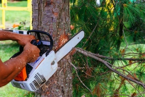 Stump Grinding: Enhancing Safety and Sustainability in Tree Removal