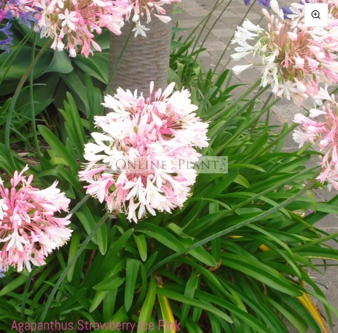 Agapanthus Strawberry Ice: A Beautiful and Hardy Flower for Australian Gardens