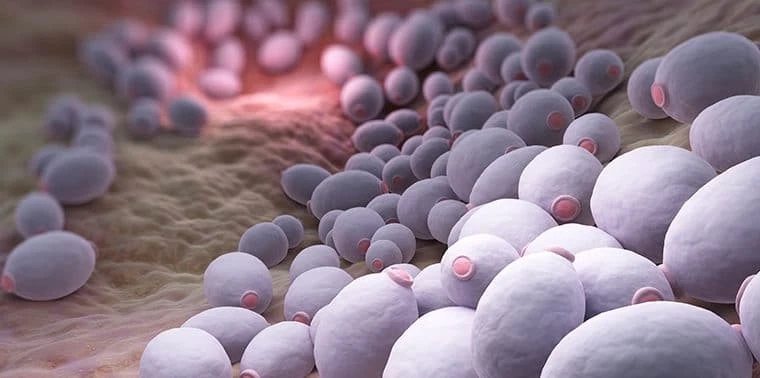Candidiasis Therapeutics Pipeline Analysis, Clinical Trials and Results, Patents