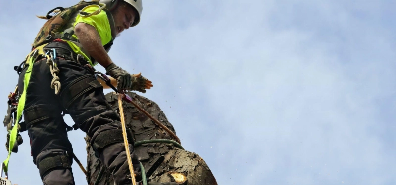 Employing Local Tree Cutting Service For Safety and Experts