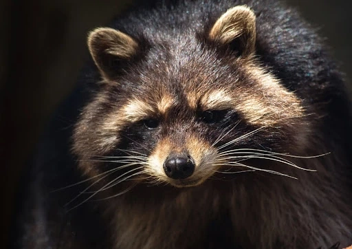 Signs You Need Immediate Raccoon Removal in Houston and How to Act 