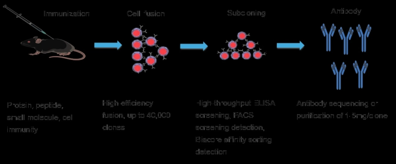 Hybridoma Technology