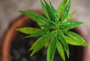 3 Ways to Start Exploring the World of Cannabis