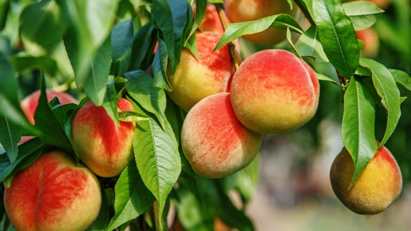 Amazing And Delicious Fruiting Plants That You Can Easily Grow.