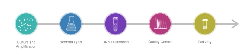 What is Plasmid DNA preparation?