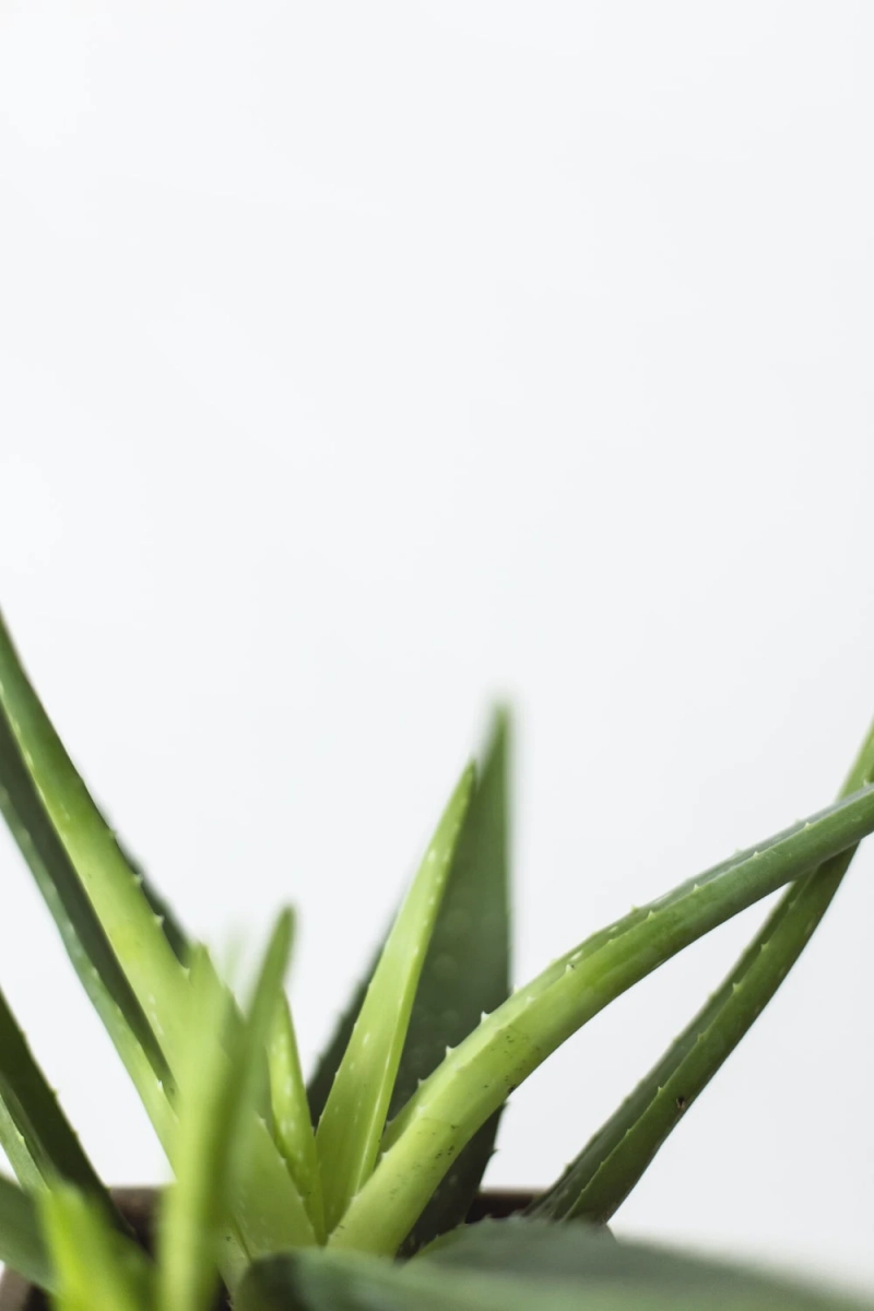 Bountiful Benefits: A Deep Dive into the World of Pure Aloe Vera