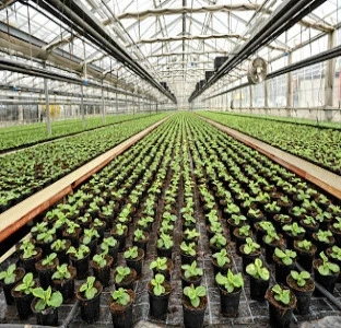 5 Benefits Of Investing In A Commercial Greenhouse For Your Business