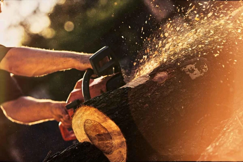 How to Get Warm: The Best Chainsaws for Cutting Firewood in the USA