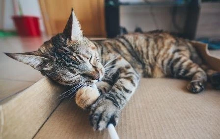 Keeping Your Cat Busy While You’re Away