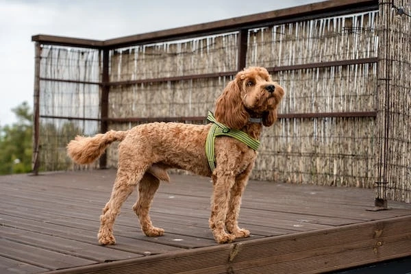 How much do Americans pay for dog training?