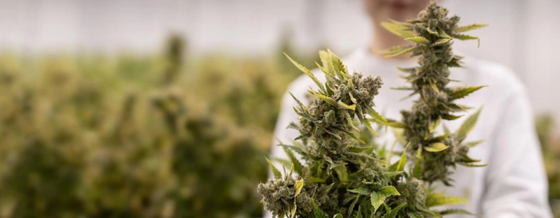 4 Ways We Can All Start to Destigmatize Medical Marijuana