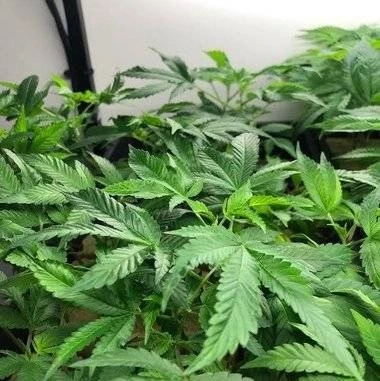 Runtz Clones