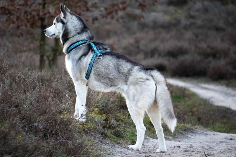How Long Do Huskies Grow