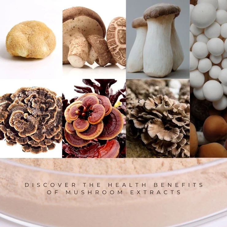Discover the Health Benefits of Mushroom Extracts