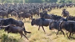 How to Go on Safari in Kruger National Park