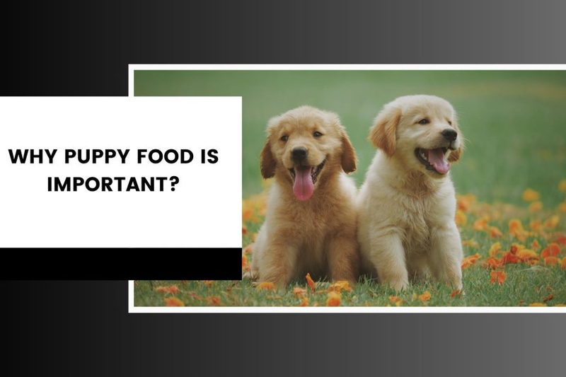 Why Puppy Food Is Important?