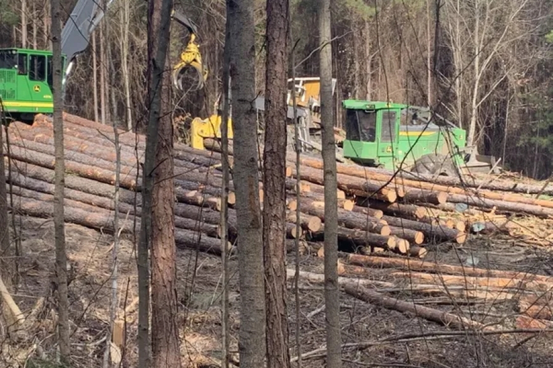 How Forest Property Management Can Enhance Land Value?