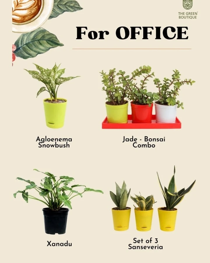 Top 3 low maintenance indoor plants for first-time Gardeners
