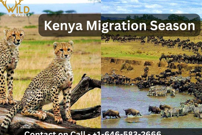 Your Guide to Kenya's Epic Migration Season |  WildVoyager