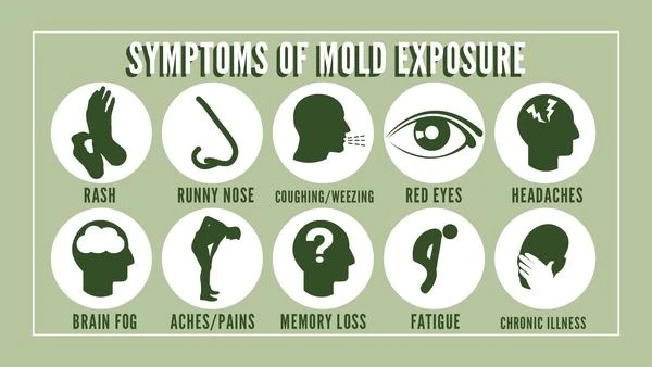 Symptoms of Mold Exposure and Mold Removal San Francisco
