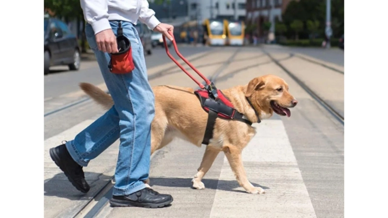 From Basic Obedience to Life Skills: What Service Dog Training Involves