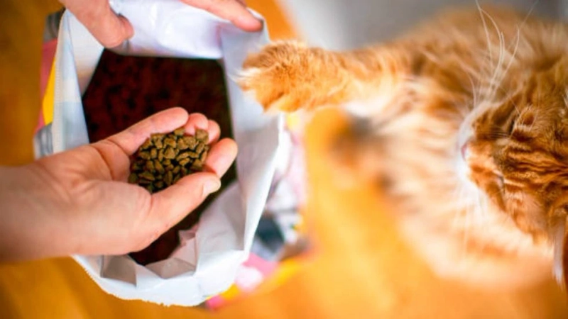 Stella and Chewy's Cat Food: Elevating Feline Nutrition to a Whole New Level