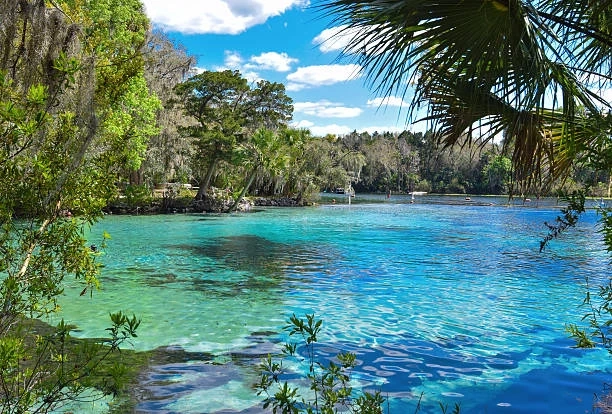 Must-See National Forests in Florida