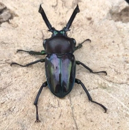 Top 5 Best Pet Beetles and What Makes Them Unique