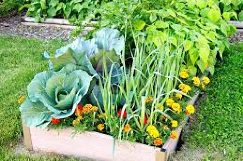 The Green Thumb's Guide: Choosing the Best Vegetable Seedlings and Live Herb Plants