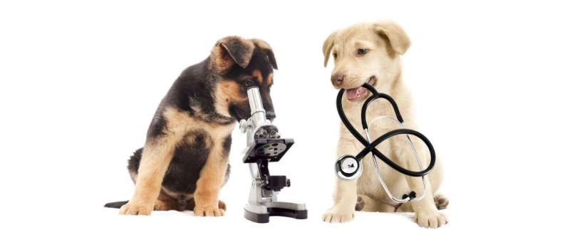 How To Find The Perfect Vet Clinic For Your Beloved Animals