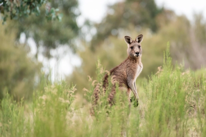 The Ultimate Guide to Thelowdownunder Travel: Your Gateway to an Australian Adventure