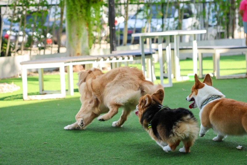 Why Houston Pet-Friendly Artificial Turf Is Worth the Investment for Your Home?