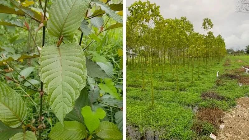 Natural herb Kratom may have therapeutic effects