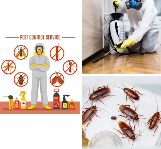 Get Rid of Termites with Professional Termite Control Services in Noida