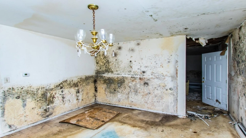 Why Choose Professional Water Damage Restoration in Dallas?