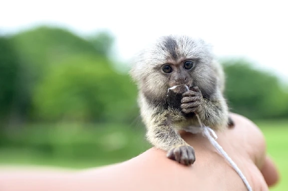 Will Finger Monkeys Make Excellent Pets?