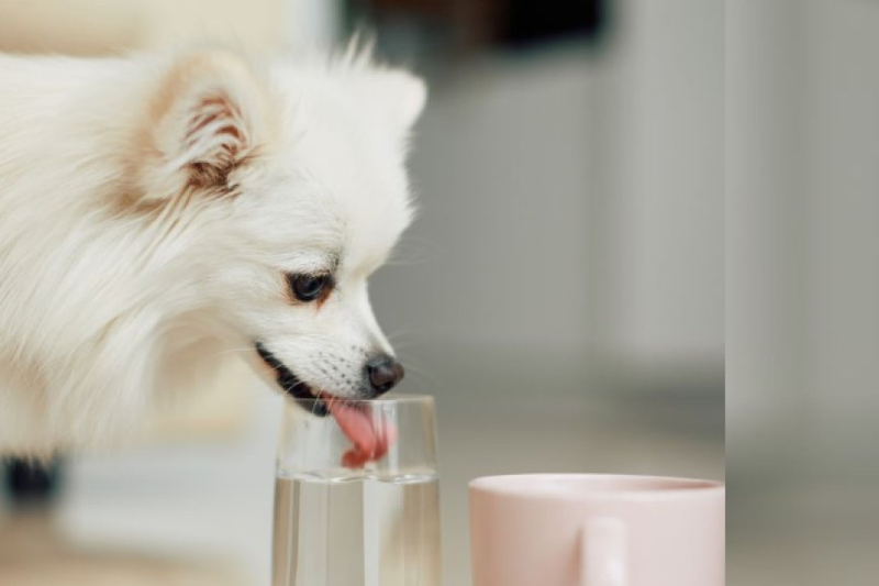 Exploring the Benefits of Drinking Water for Puppies