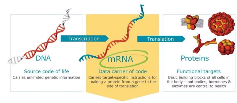 Charting the Course: The Dominance of Top 5 mRNA Raw Material Companies