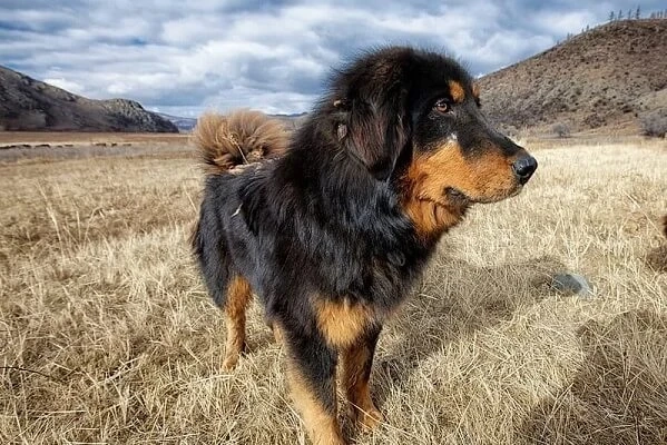 Bakharwal Dog: the Vegetarian Pup of the Mountains