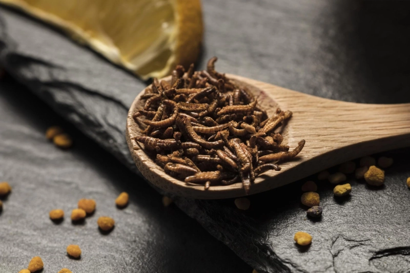 The Science of Gut-Loading: Turning Insects into Superfoods