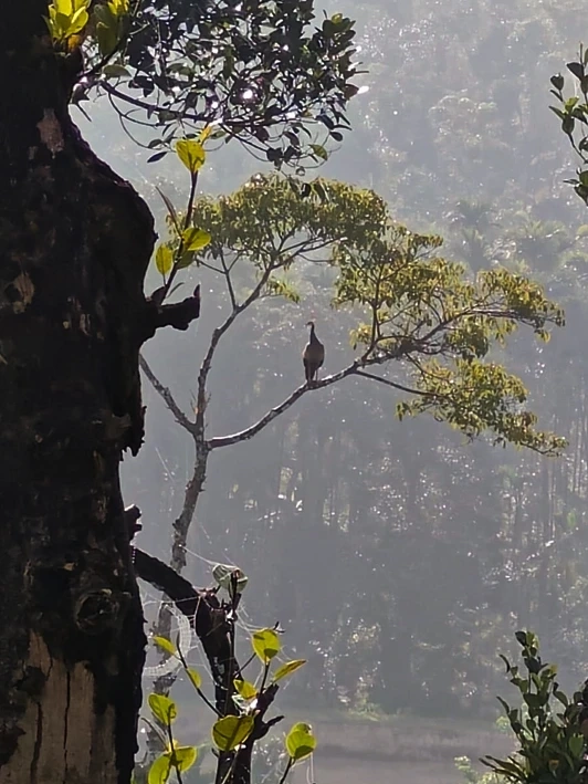 Benefits of Staying in a Sakleshpur Homestay with Swimming Pool