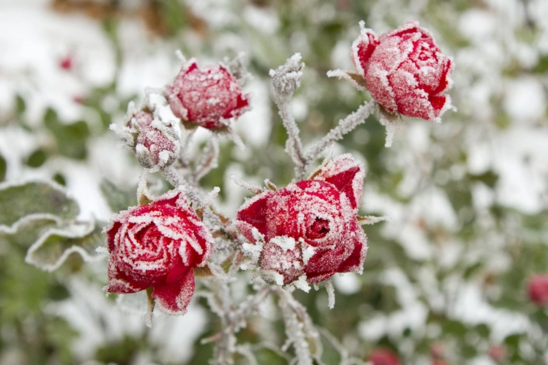 Winter Season Flowers That Bring Color to Your Garden During the Cold Months
