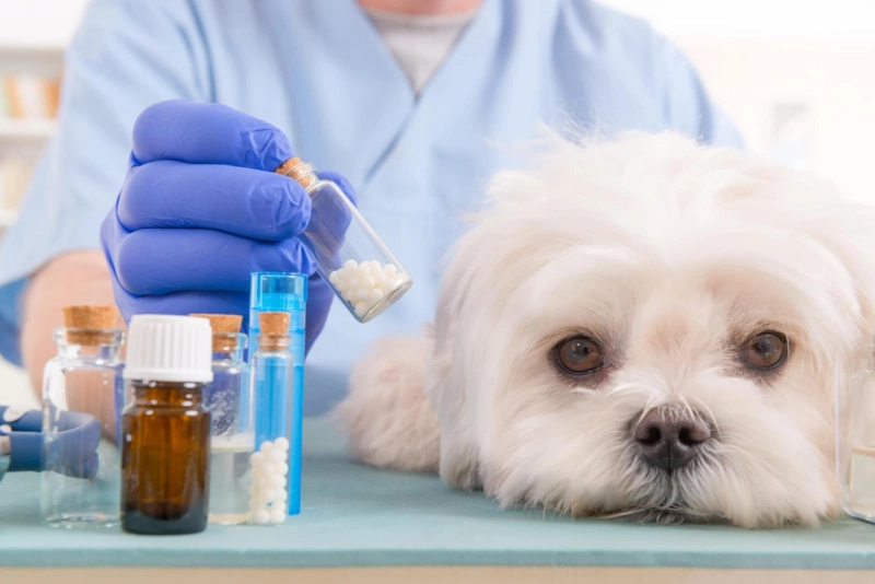 A Rising Demand for Livestock Products Will Lead To a Growth of Veterinary Antibiotics