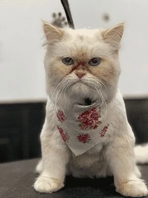 Reasons Why You Should Have Your Cat Groomed