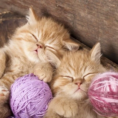Use Only Cat Shampoo For Your Cat