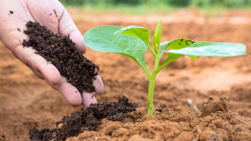 Organic Fertilizer Market Growth Opportunities, Challenges And Forecast 2019-2027